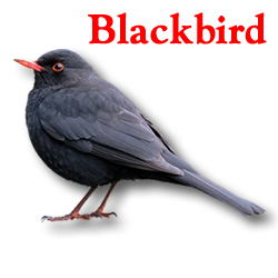 Black bird